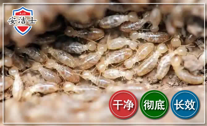 常山白蚁防治