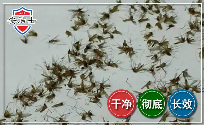 常山苍蝇防治-灭蝇