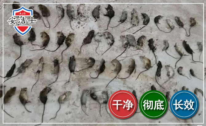 常山鼠害防治-灭鼠
