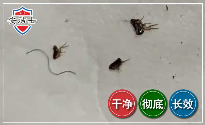 常山跳蚤防治-灭跳蚤