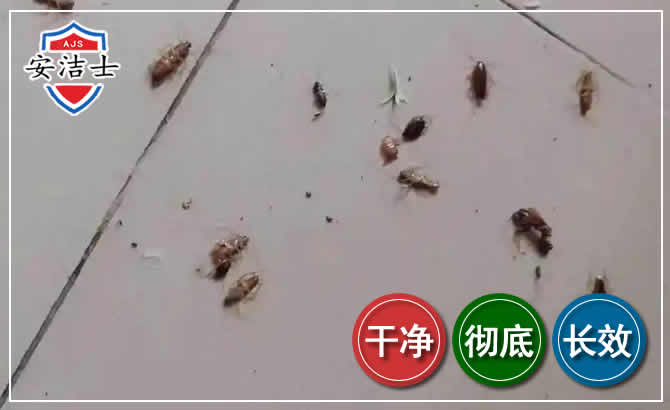 常山蟑螂防治-灭蟑螂
