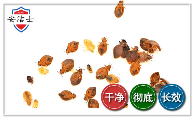 常山臭虫防治-消灭臭虫